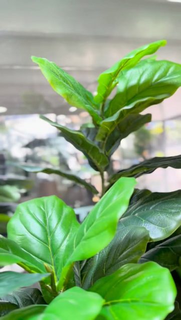 La planta de moda en decoración, ahora la puedes tener siempre bella. Nuestro ficus pandurata de 1.60 mts de altura tiene apariencia natural, perfecto para decorar y complementar tus espacios.